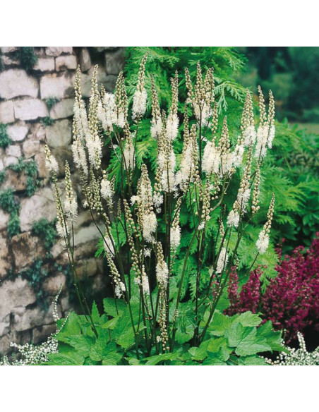 Cordifolia Actaea racemosa Pluskwica sercolistna