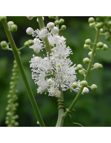 Pluskwica groniasta Actaea racemosa