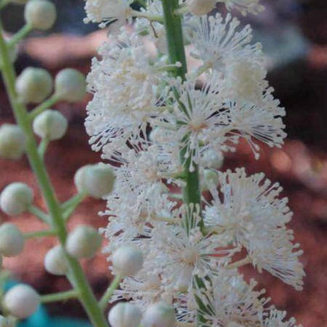 groniasta Actaea racemosa Pluskwica