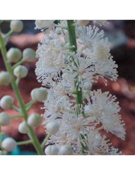groniasta Actaea racemosa Pluskwica