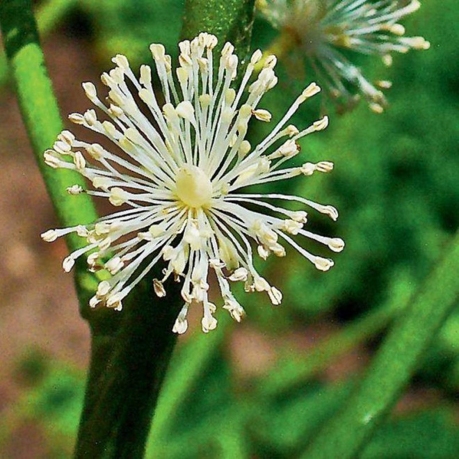 Pluskwica actaea Racemosa groniasta