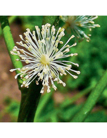 Pluskwica actaea Racemosa groniasta