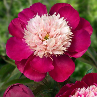 Cap Paeonia Piwonia White