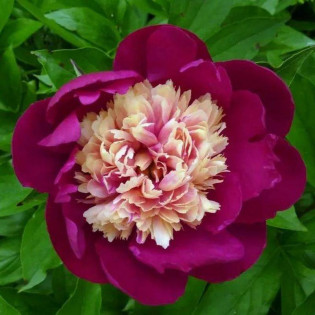 Cap Paeonia Piwonia White 2