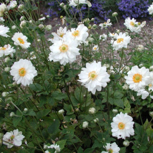 Zawilec mieszańcowy Whirlwind Anemone hybrida 2