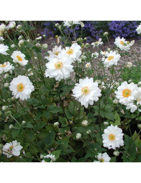 Whirlwind Zawilec mieszańcowy Anemone hybrida