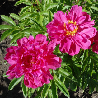 Victoire de la Marne Paeonia Piwonia