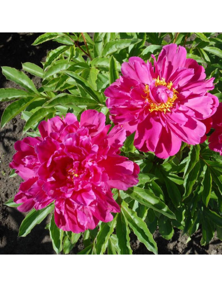 Victoire de la Marne Paeonia Piwonia