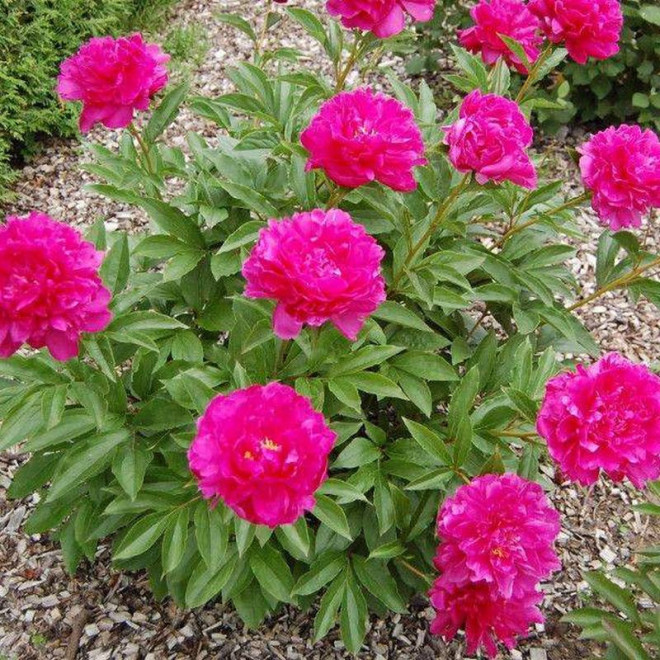 Piwonia Victoire de la Marne Paeonia