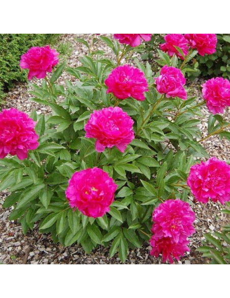 Piwonia Victoire de la Marne Paeonia