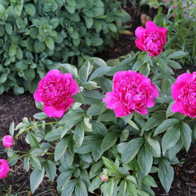 Piwonia Paeonia Victoire de la Marne