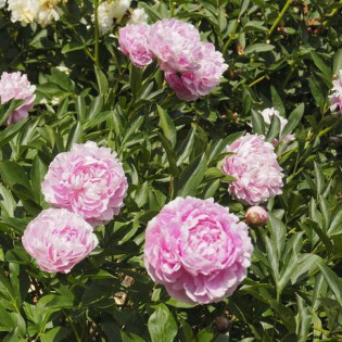 Ursynów Paeonia Piwonia chińska