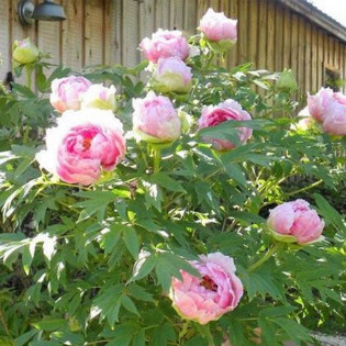 Ursynów Paeonia Piwonia chińska 2