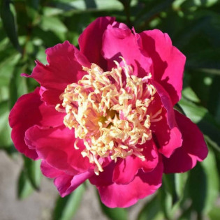 Piwonia Ursyn Niemcewicz Paeonia