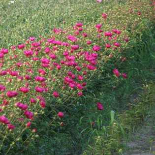 Piwonia Ursyn Niemcewicz Paeonia 2