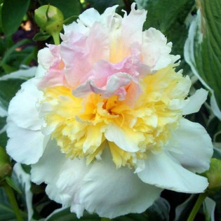 Top Brass Paeonia Piwonia