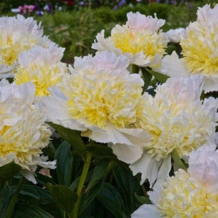 Top Brass Paeonia Piwonia 2