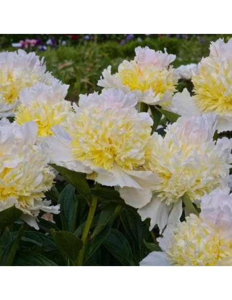Piwonia Top Brass Paeonia
