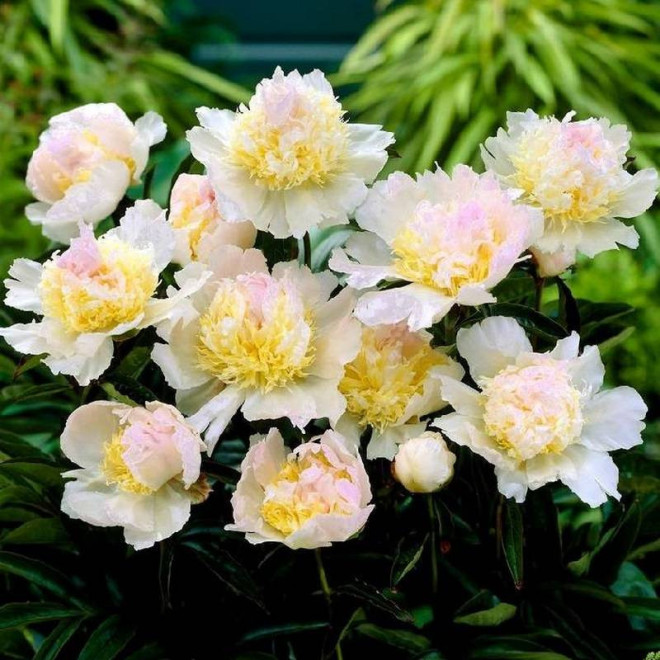 Piwonia Paeonia Top Brass