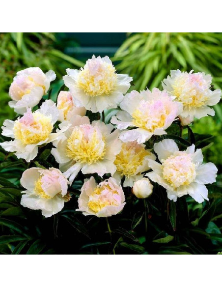 Piwonia Paeonia Top Brass