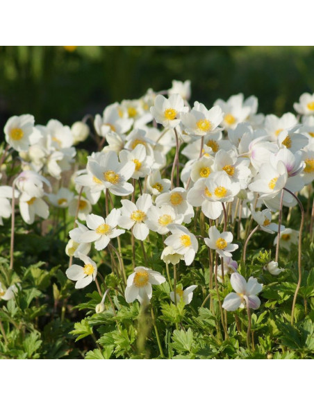 Zawilec wielkokwiatowy Anemone sylvestris