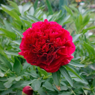 Piwonia delikatna Plena Paeonia tenuifolia