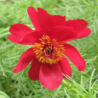 Piwonia delikatna Paeonia tenuifolia