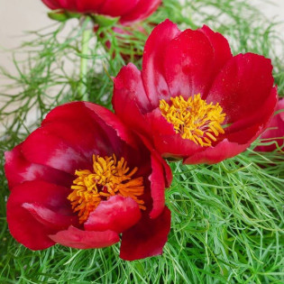 Piwonia delikatna Paeonia tenuifolia 2