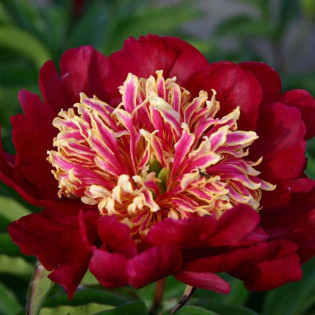 Sword Dance Paeonia Piwonia