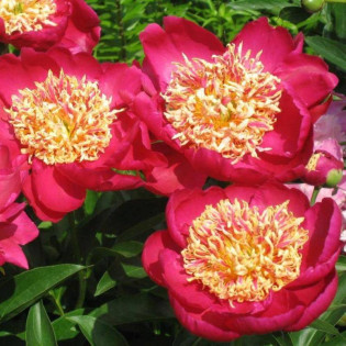 Sword Dance Paeonia Piwonia 2
