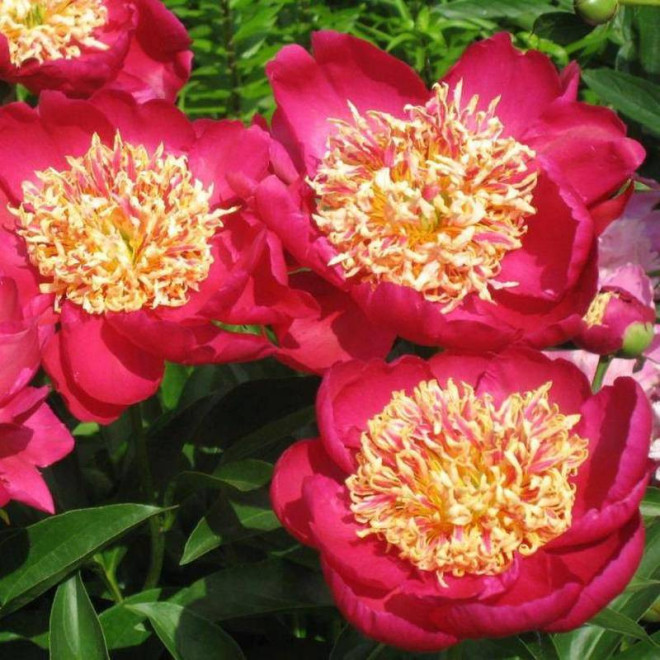 Piwonia Sword Dance Paeonia