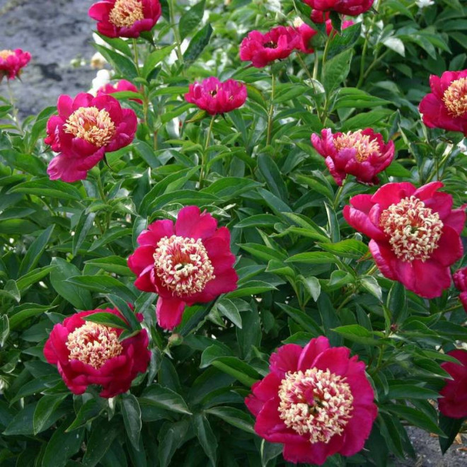 Piwonia Paeonia Sword Dance