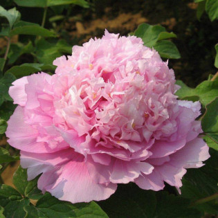 Piwonia krzewiasta Zi Lan Kui Paeonia