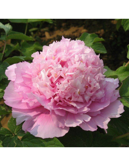 Piwonia krzewiasta Zi Lan Kui Paeonia