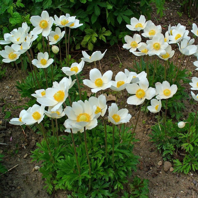Anemone sylvestris Zawilec wielkokwiatowy