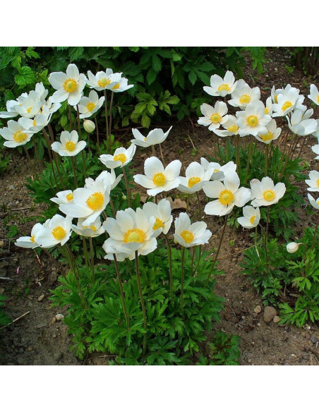Anemone sylvestris Zawilec wielkokwiatowy