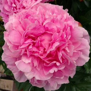 Piwonia krzewiasta Zi Lan Kui Paeonia 2