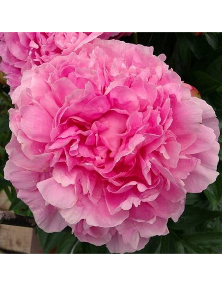 Zi Lan Kui Paeonia Piwonia krzewiasta