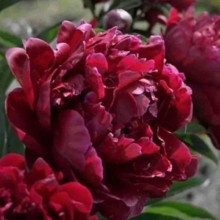 Yan Long Zi Zhu Pan Paeonia Piwonia krzewiasta