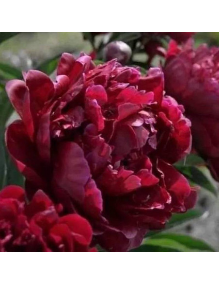 Yan Long Zi Zhu Pan Paeonia Piwonia krzewiasta