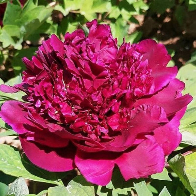 Piwonia krzewiasta Yan Long Zi Zhu Pan Paeonia