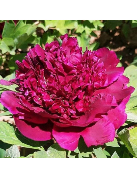 Piwonia krzewiasta Yan Long Zi Zhu Pan Paeonia