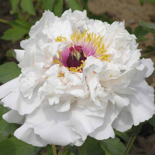 Teni Paeonia Piwonia krzewiasta