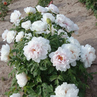 Teni Paeonia Piwonia krzewiasta 2