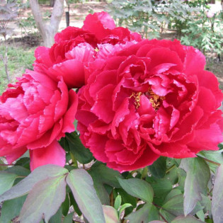 Taiyo Paeonia Piwonia krzewiasta