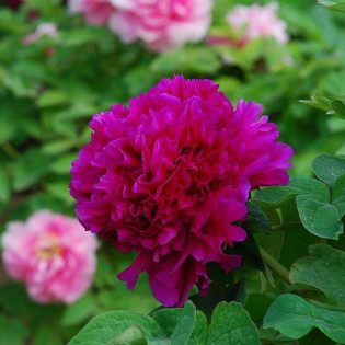 Shou An Hong Paeonia Piwonia krzewiasta