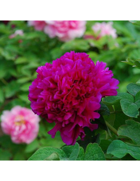 Shou An Hong Paeonia Piwonia krzewiasta