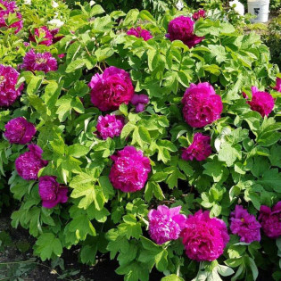 Shou An Hong Paeonia Piwonia krzewiasta 2