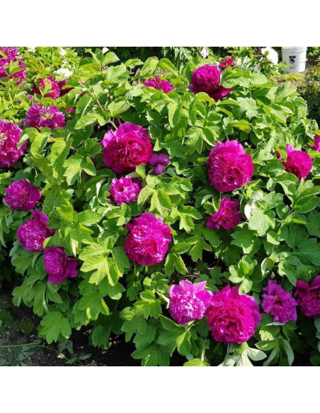 Piwonia krzewiasta Shou An Hong Paeonia