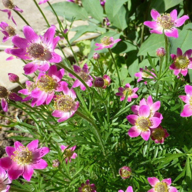 Zawilec wielosieczny Rubra Anemone multifida